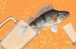 Почему нельзя мешать водку с пивом и что будет, если это произойдёт