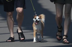 «Хороший» хозяин: россиянам в пьяном виде запретят выгуливать животных