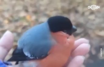 В Подмосковье заметили пьяных птиц. Орнитолог объяснил, что делать с «запойными»