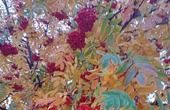 Уметь жить трезво